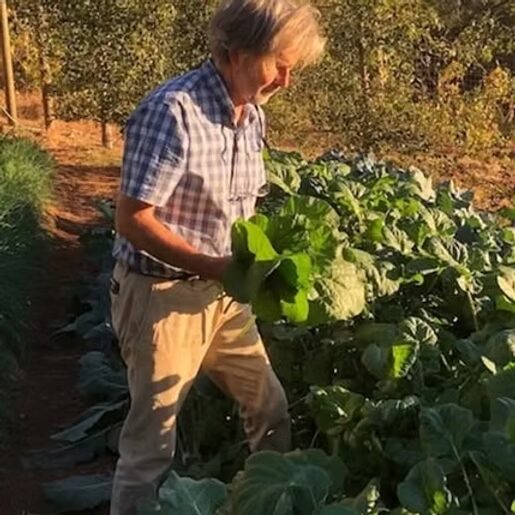 A grower tending rows of leafy greens