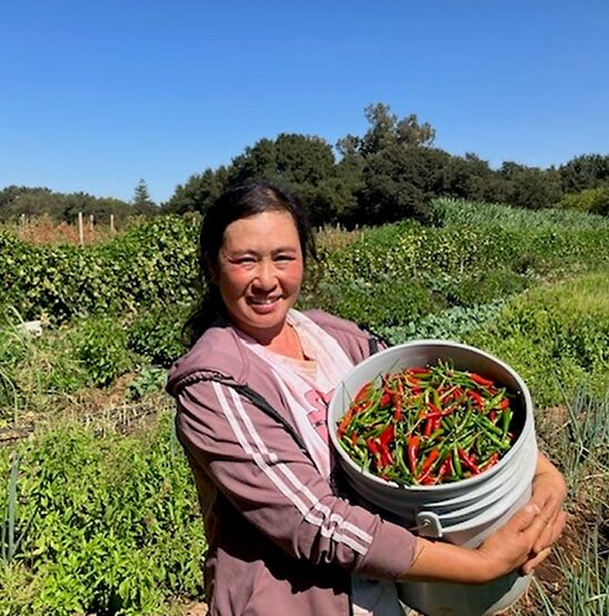 A farmer holding a bucket of freshly picked chili peppers