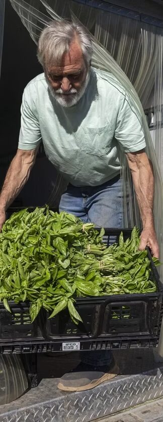 A farmer carrying a crate of fresh greens