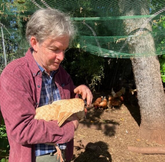 Keeping chickens the backyard way