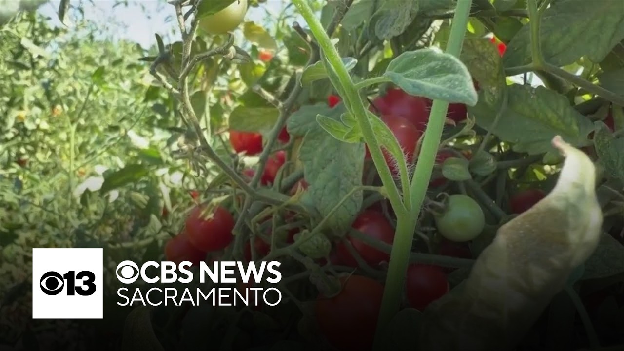 Yubakami Helping Build Local Food Systems